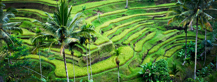 Ricefields near Ubud