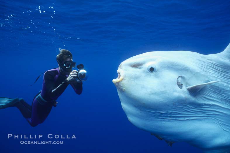 Ocean sunfish mola-mola